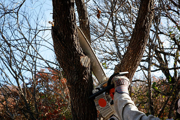 Best Tree Cabling and Bracing  in USA